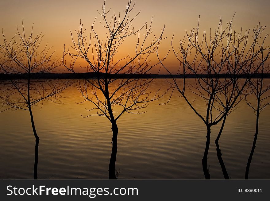 Silhouette of the trees at sundown