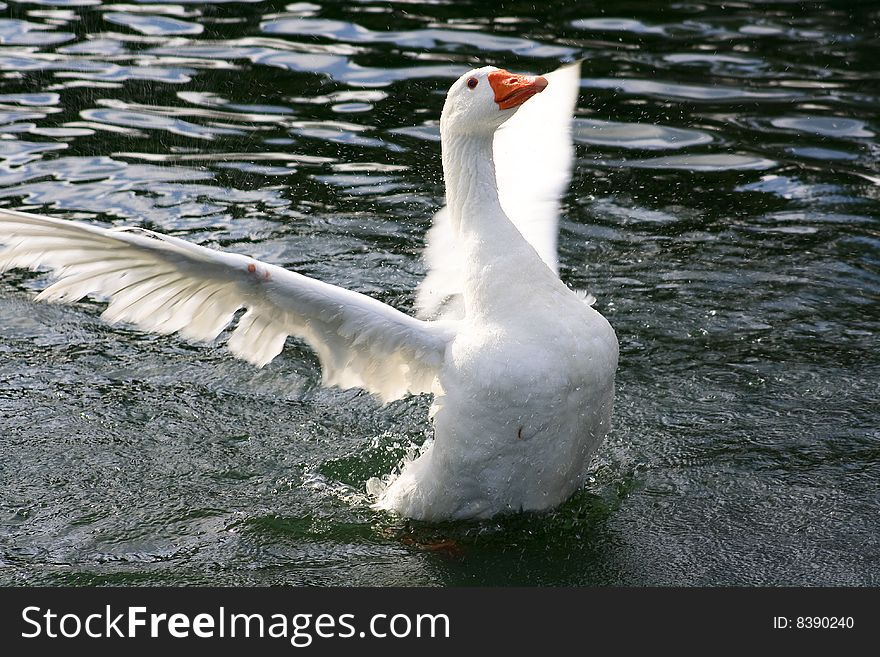 A white goose show off his beautiful wings flapping them while swiming in the lake. A white goose show off his beautiful wings flapping them while swiming in the lake