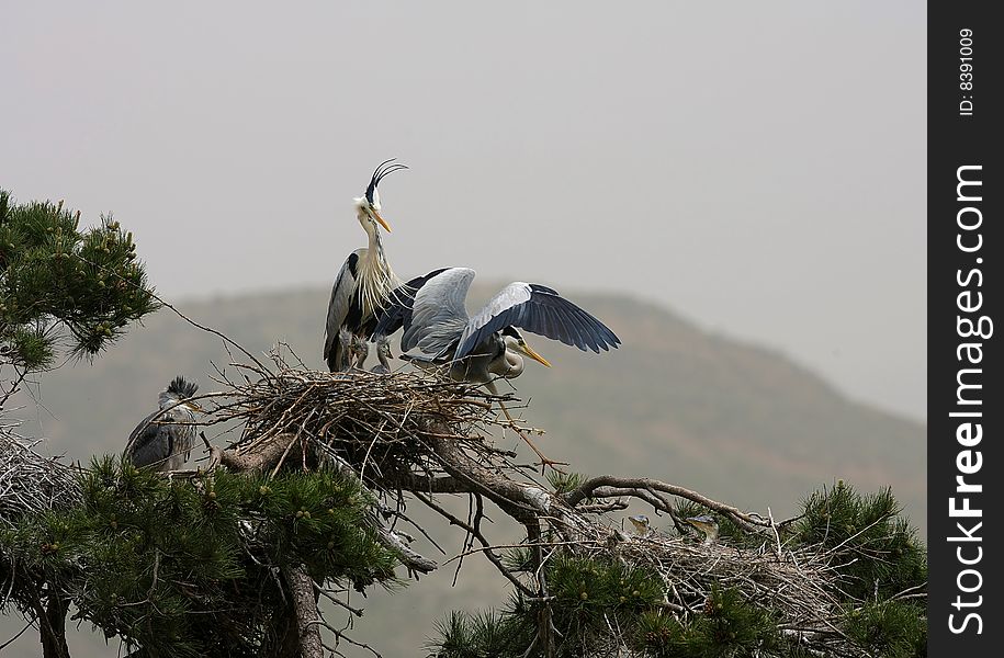 After the honeymoon the Ardea cinerea. After the honeymoon the Ardea cinerea