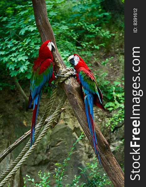 Two red ara macaws seats on branch with ropes. Two red ara macaws seats on branch with ropes.