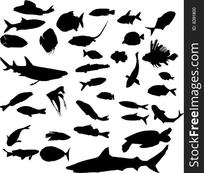 Fishes, sharks and turtle