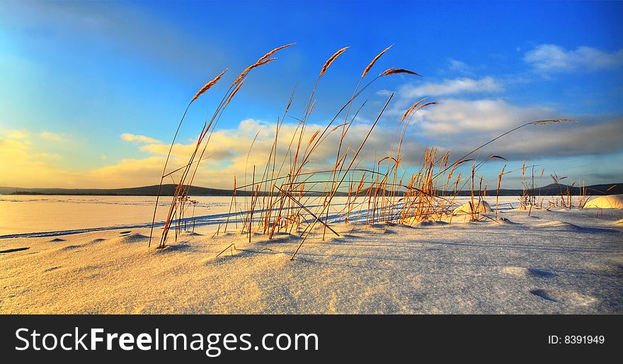 Feather grass on the snow on a sunny day