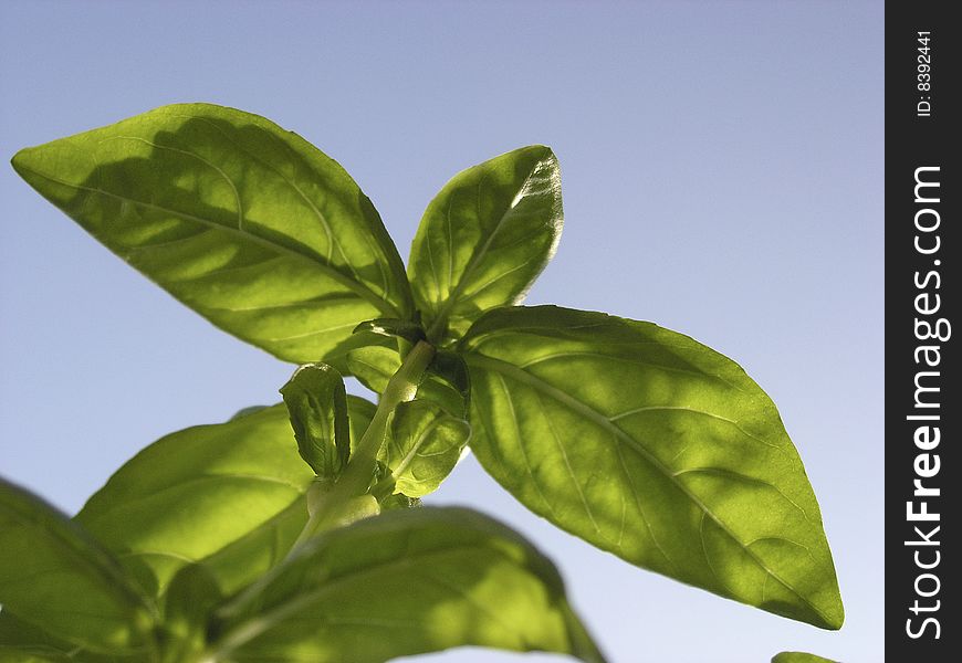 Macro photo of a basil, vegetable on a blue sky background. Macro photo of a basil, vegetable on a blue sky background