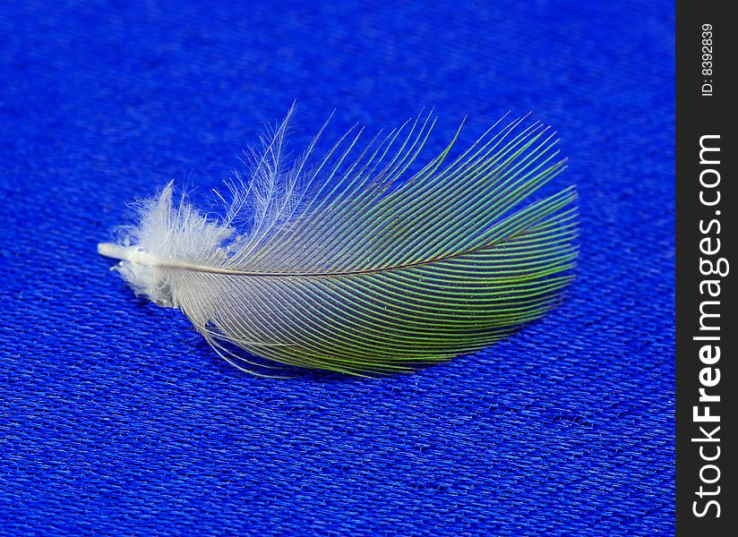 White feather isolated on blue background