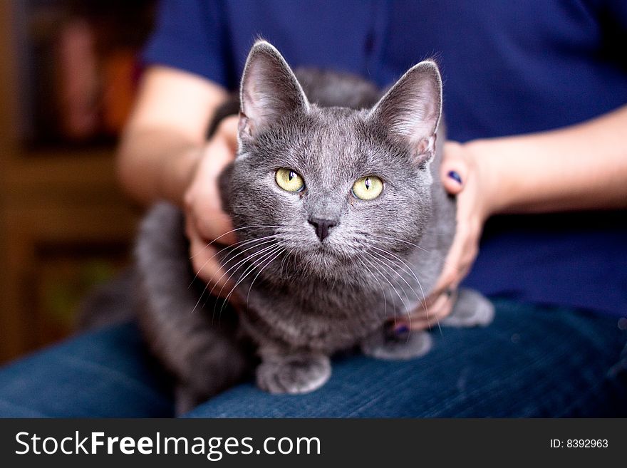 Grey cat sitting on lap