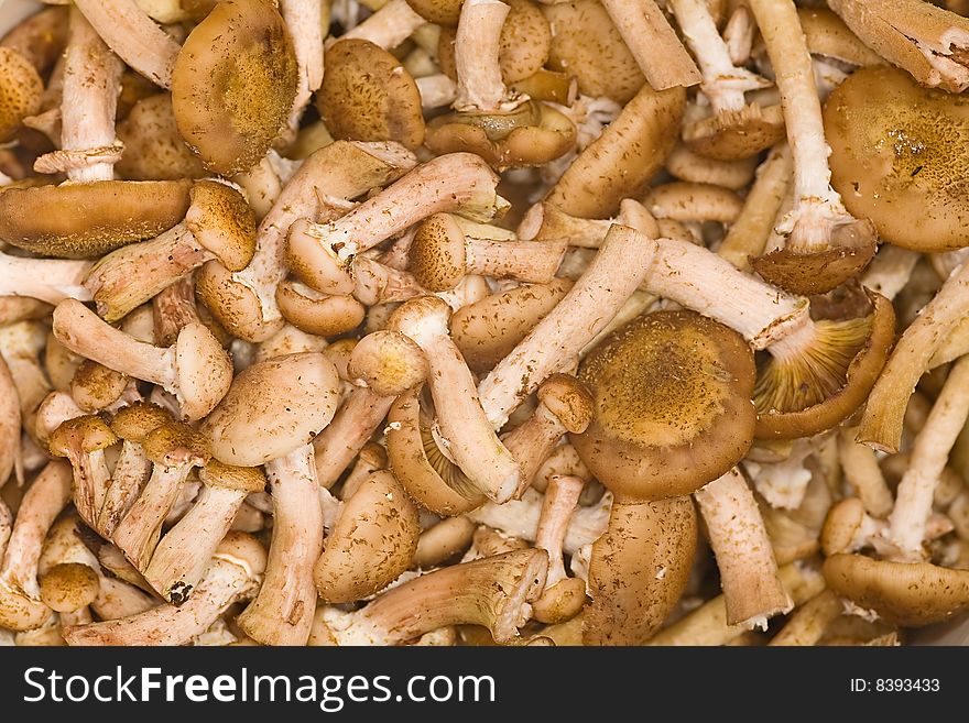 Background with brown honey fungus. Background with brown honey fungus