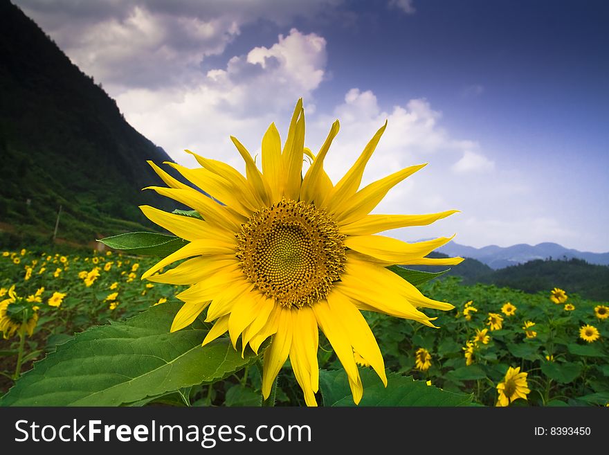 Clear sky, the sunflower blooming looks very a beauty. Clear sky, the sunflower blooming looks very a beauty