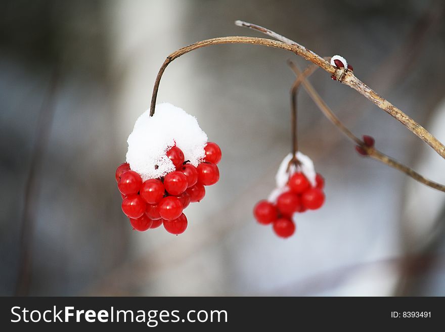 Bird berries in winter - Covered in snow
