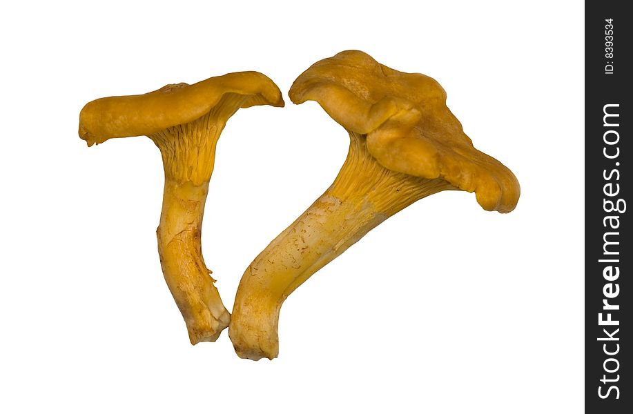 Two yellow chanterelles isolated on white background