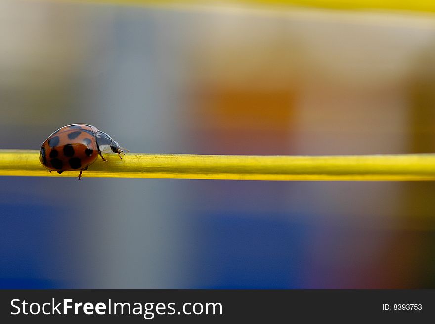 Ladybird beetle crawling along a yellow washing line. Ladybird beetle crawling along a yellow washing line