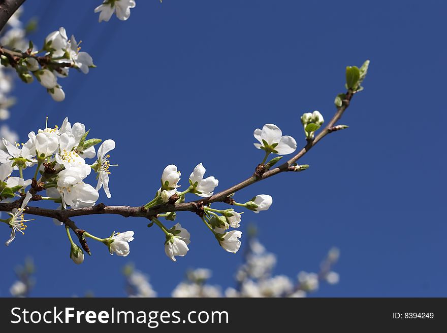 White flowering cherry tree on blue sky background. White flowering cherry tree on blue sky background