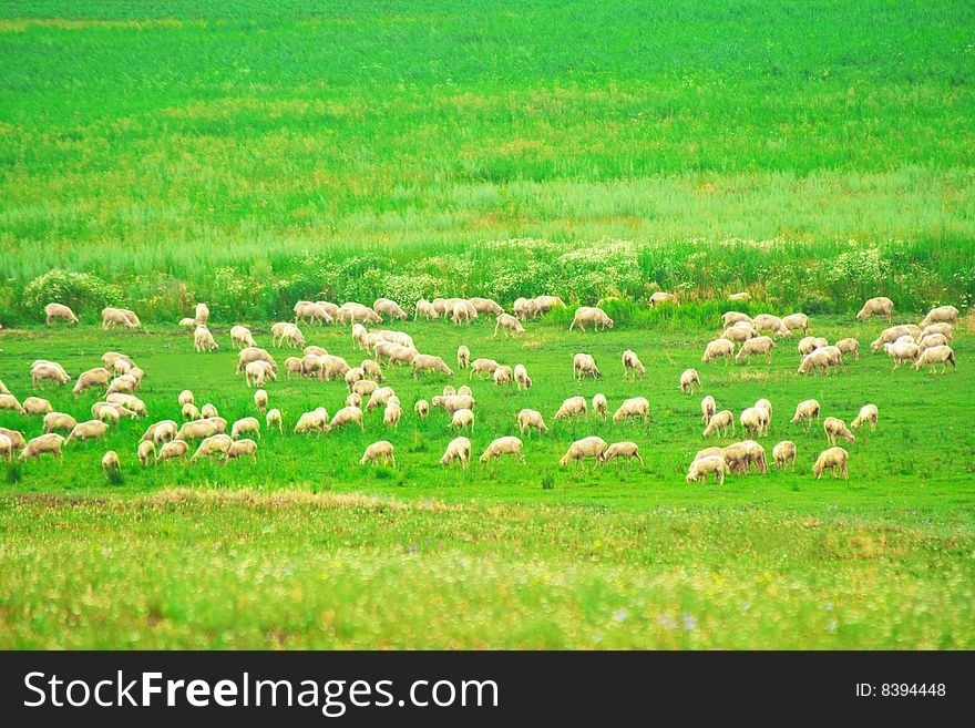 Sheep eating grass on the meadow. Sheep eating grass on the meadow