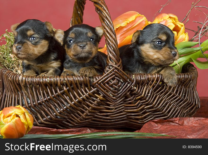 Three Yorkshireterriers On Red Background