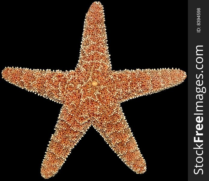 Starfish isolated on a black background. Starfish isolated on a black background.