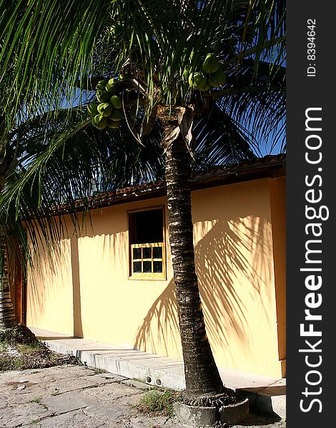 House And Palm Tree