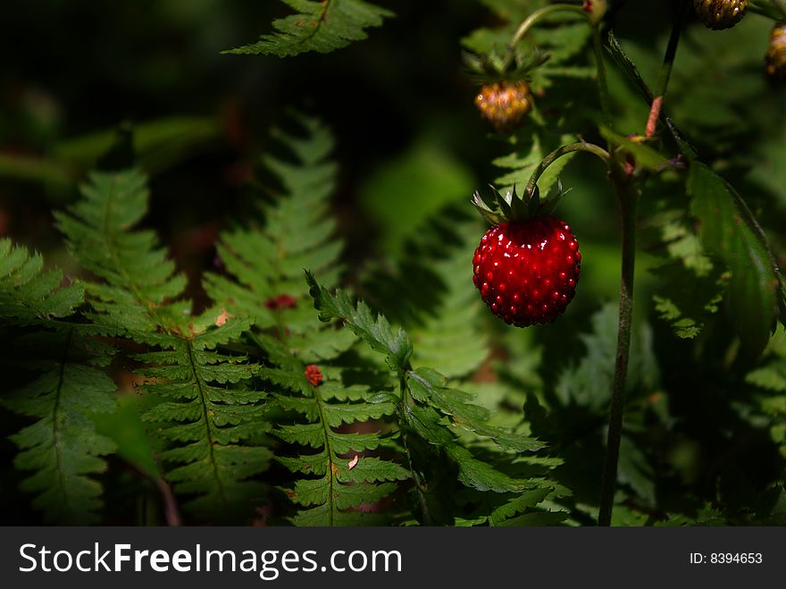 Red tasty strawberry, forest, fern