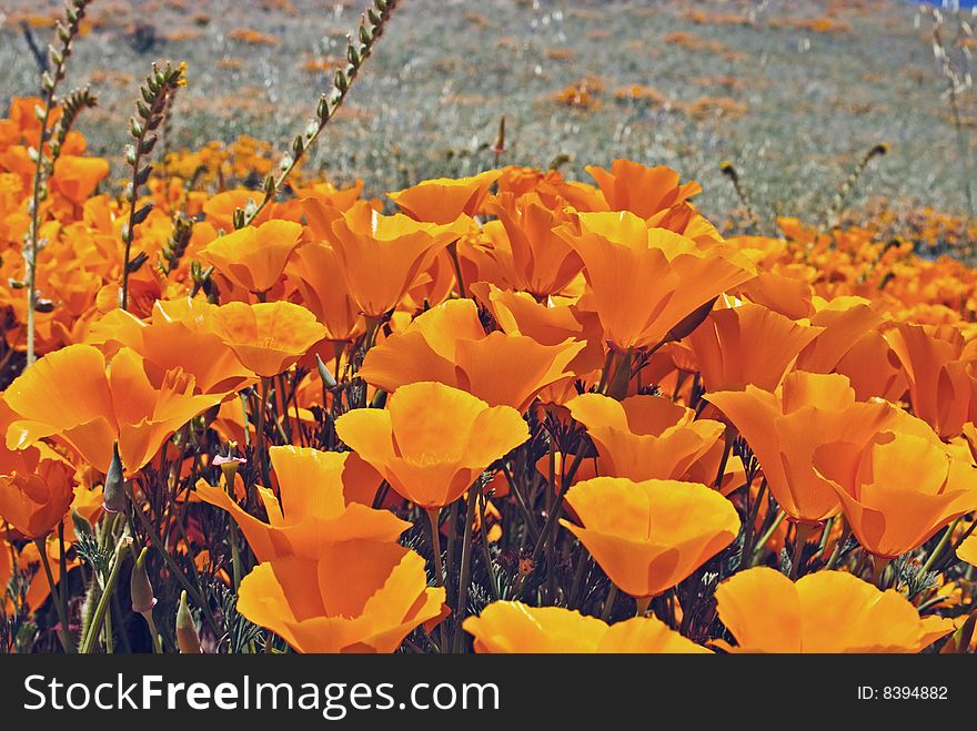 Cluster of california poppies in spring, Eschscholzia californica