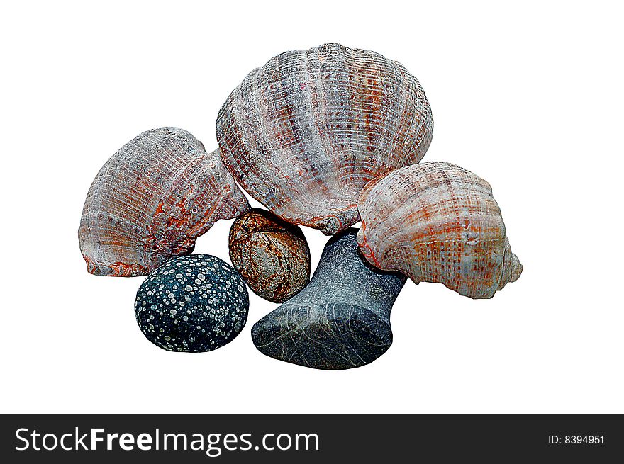 Various color shells with stylized pearl isolated on white background. Various color shells with stylized pearl isolated on white background