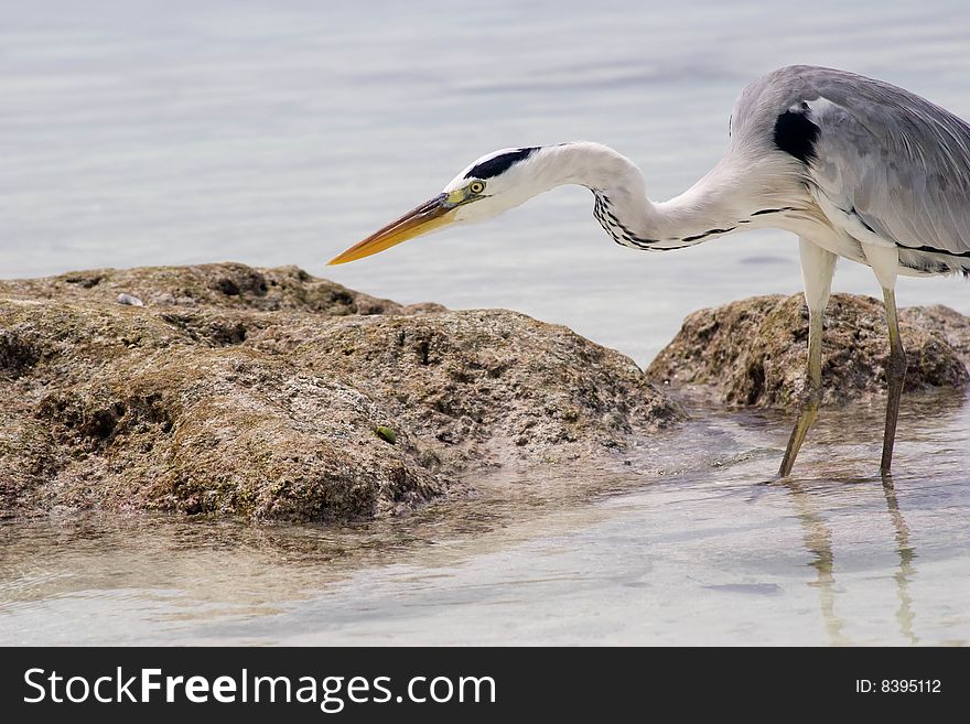 Tropical bird