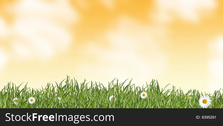 Grass And Daisies - Meadow
