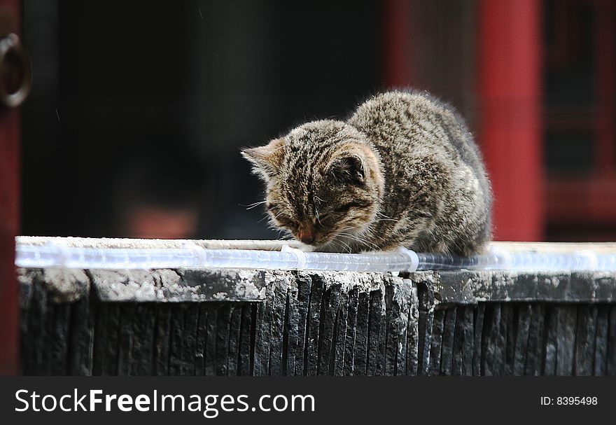 A cute cat is napping on the roof. A cute cat is napping on the roof