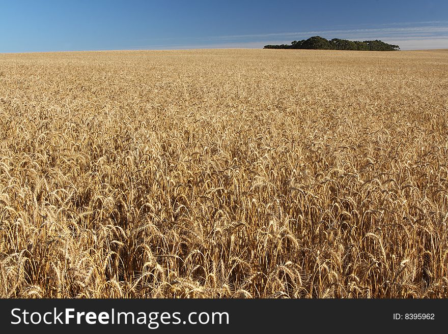 A wheat field ready to harvest