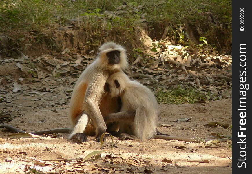 Langur monkeys,mother and child