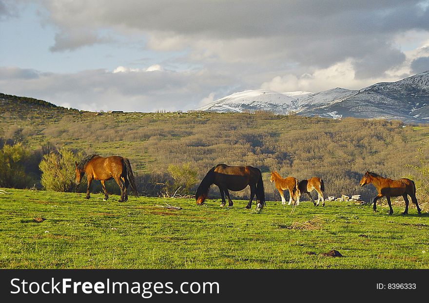 Mountain Range Of La Acebeda, Madrid, Spain