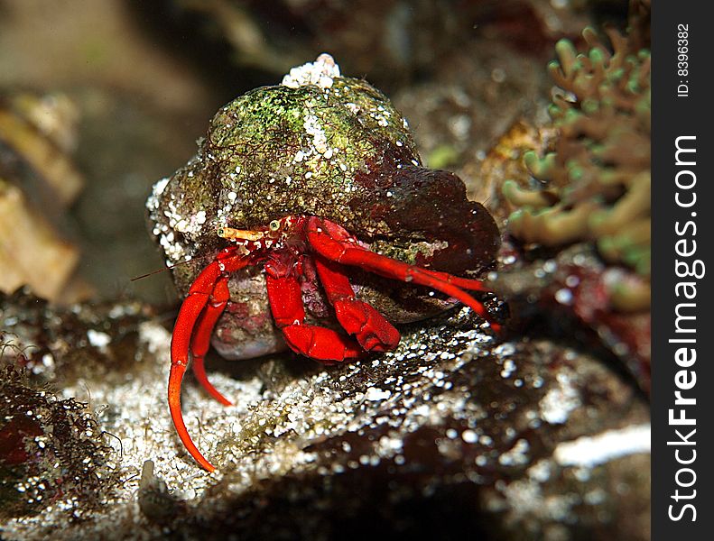 Red Crab protected by snail shell.