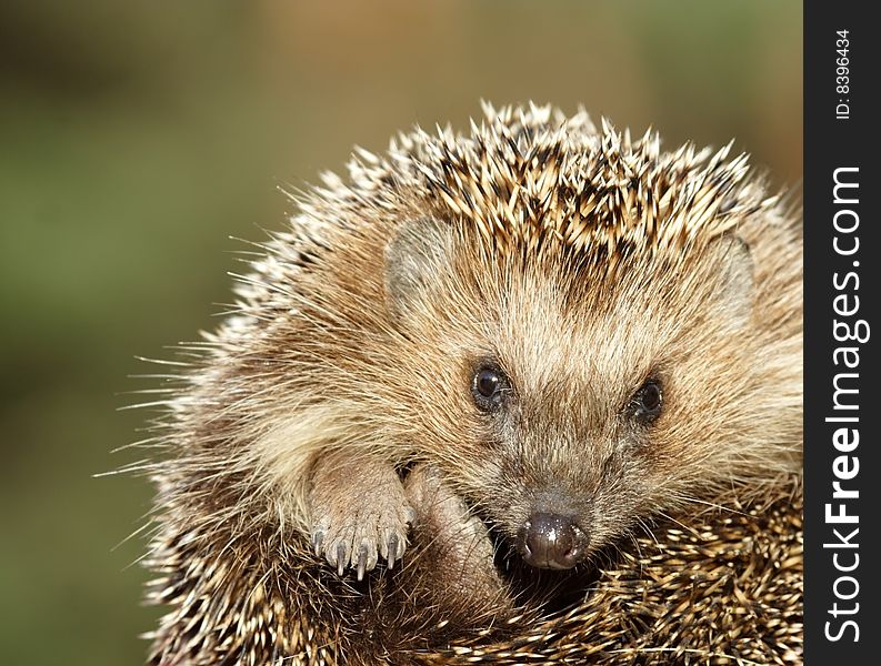 Hedgehog over the green background