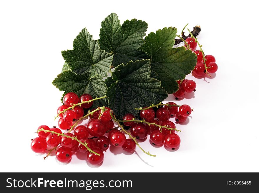 Red currant on the white background
