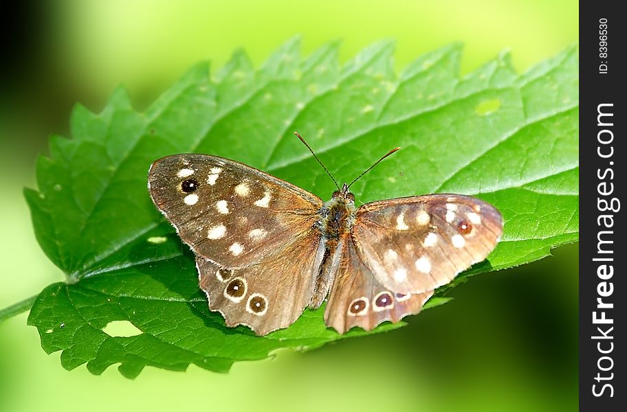 Brown butterfly on the green  leaf