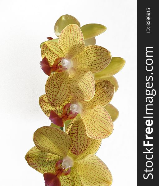 Beautifull phal on the neutral background. Beautifull phal on the neutral background