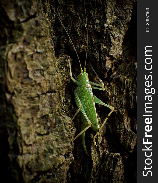 Grasshopper on a tree with thick bark.