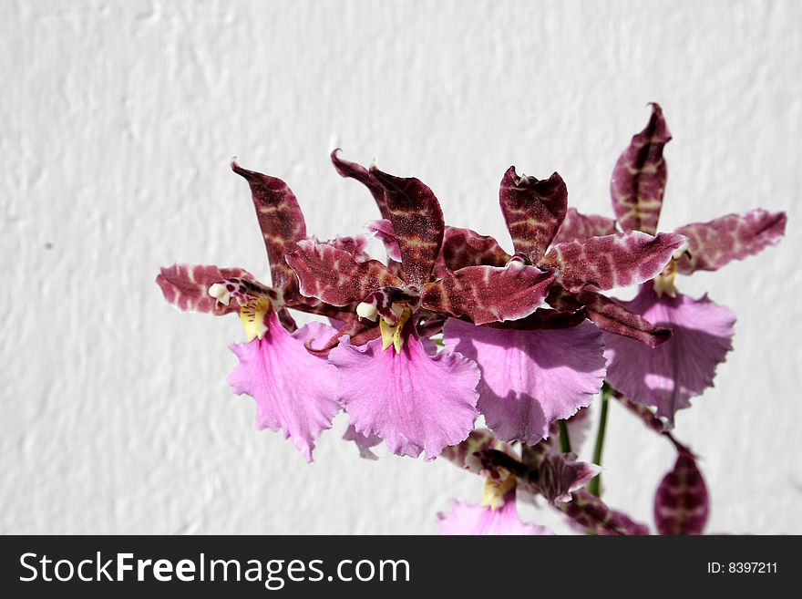 Beautifull orchid , detail, close-,up