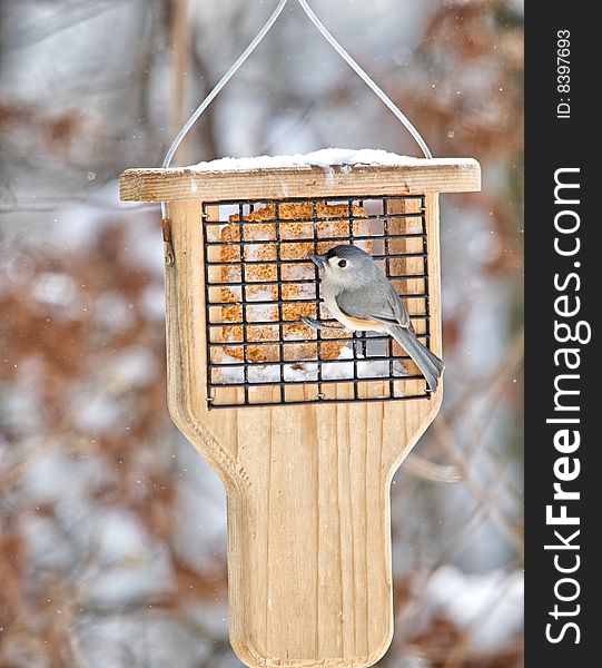Vertical photo of young chickadee attempting to feed on cold snowy winter morning. Vertical photo of young chickadee attempting to feed on cold snowy winter morning