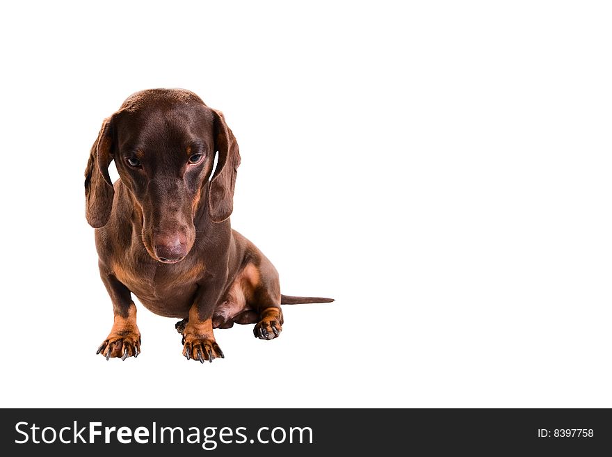 Dachshund on white background. Good shape, some lights. Dachshund on white background. Good shape, some lights