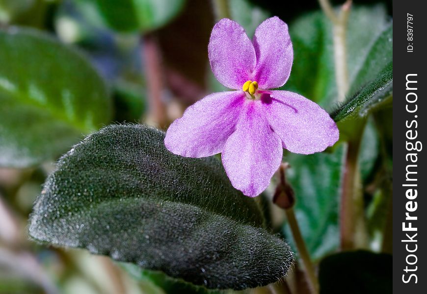 Macro home violet flower and leaf