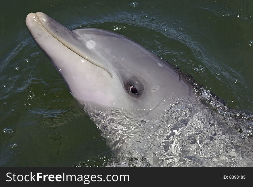 A Bottlenose Dolphin with its'head out of the water. A Bottlenose Dolphin with its'head out of the water.