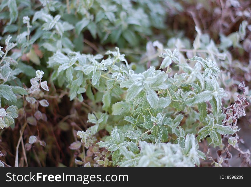 Morning frost on mint leaves