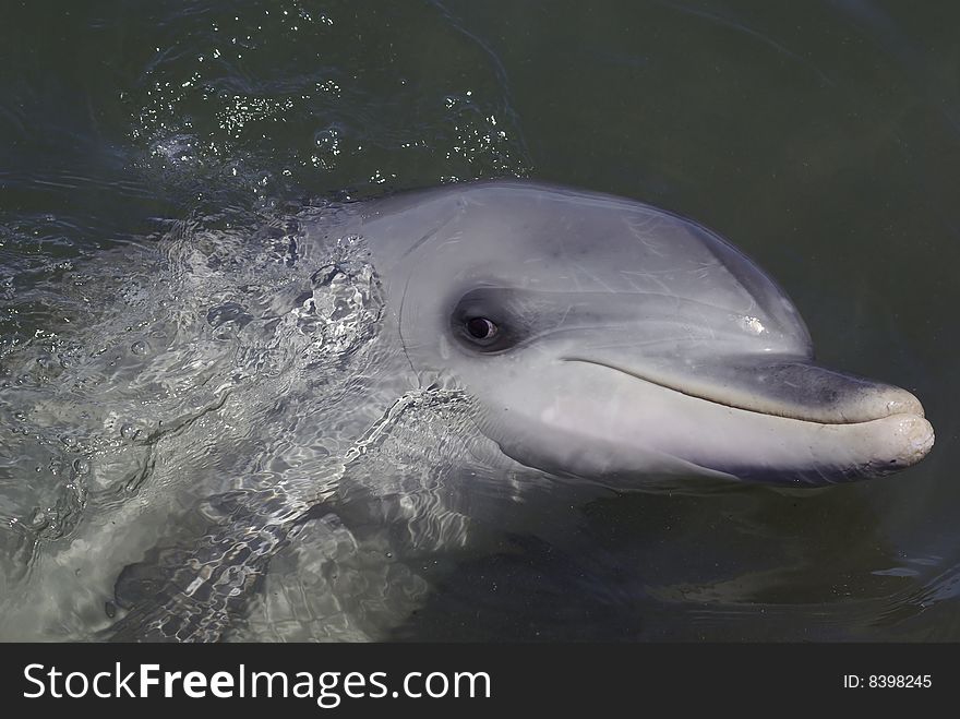 A Bottlenose Dolphin with its'head out of the water. A Bottlenose Dolphin with its'head out of the water.