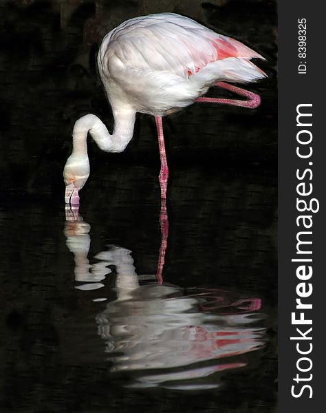 A greater Flamingo standing on one leg and its\'reflection. A greater Flamingo standing on one leg and its\'reflection.