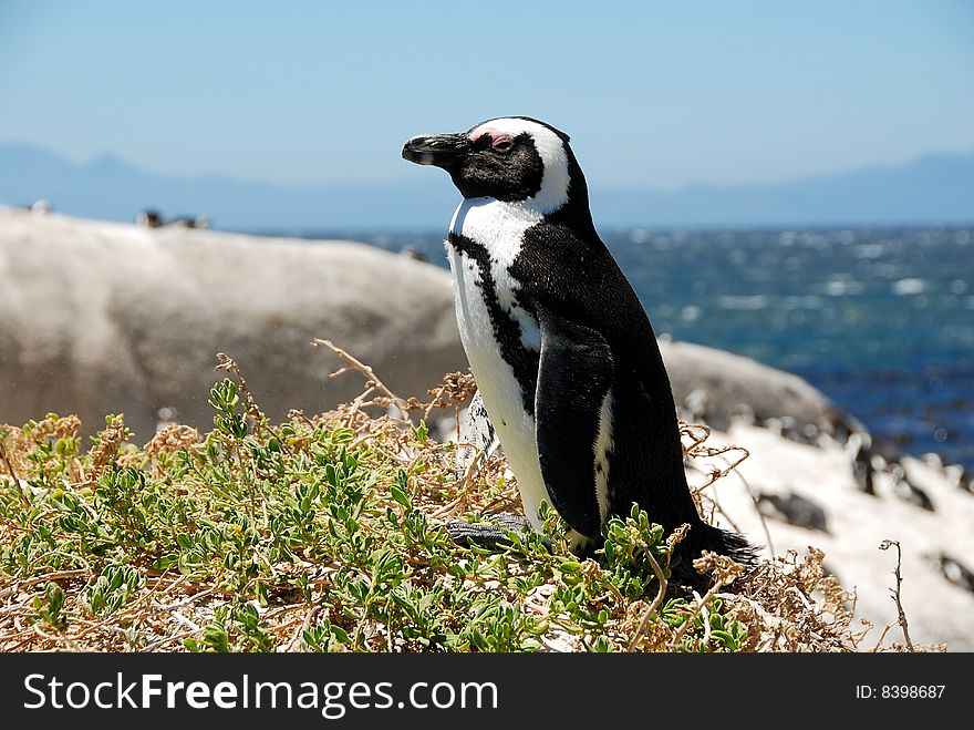 Nestled in a sheltered cove between Simon's Town and Cape Point,Boulders beach has become world famous for its thriving colony of African Penguins.