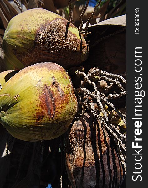 Coconuts on Palm tree close up