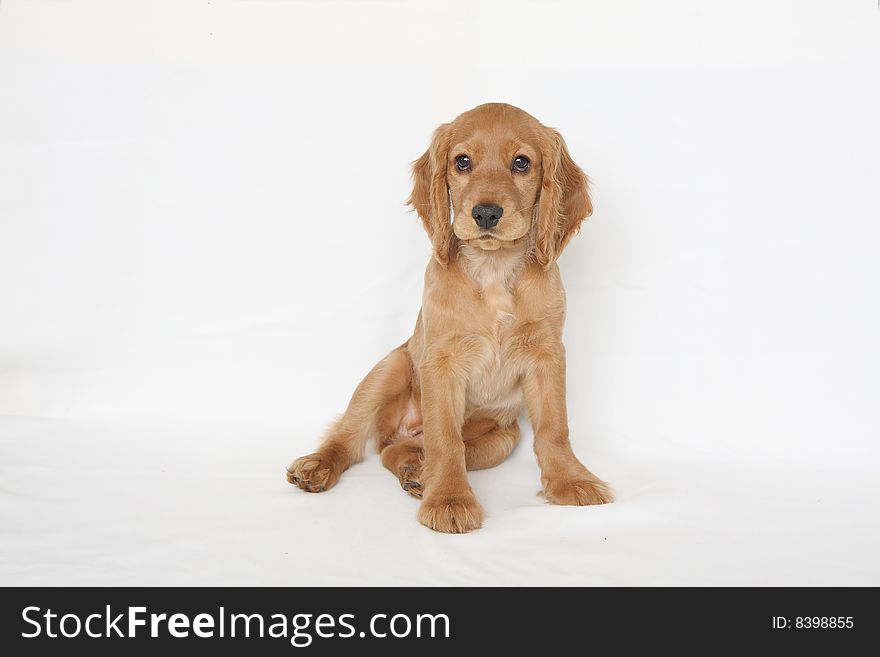English cocker spaniel baby dog-two month