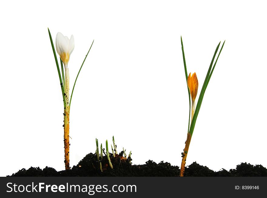 Two crocus flowers and green shoots against a white background. Two crocus flowers and green shoots against a white background