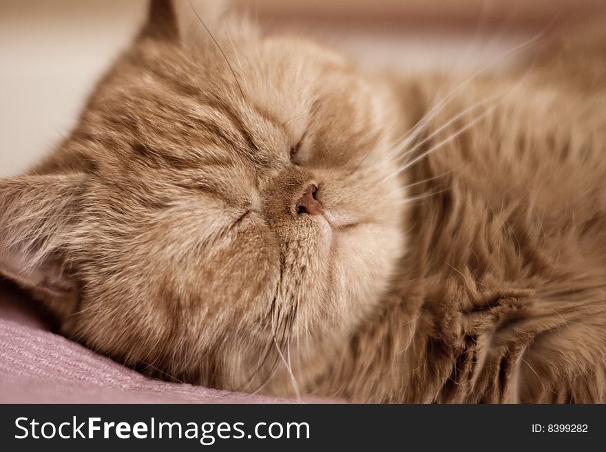 Sleeping little red kitten closeup