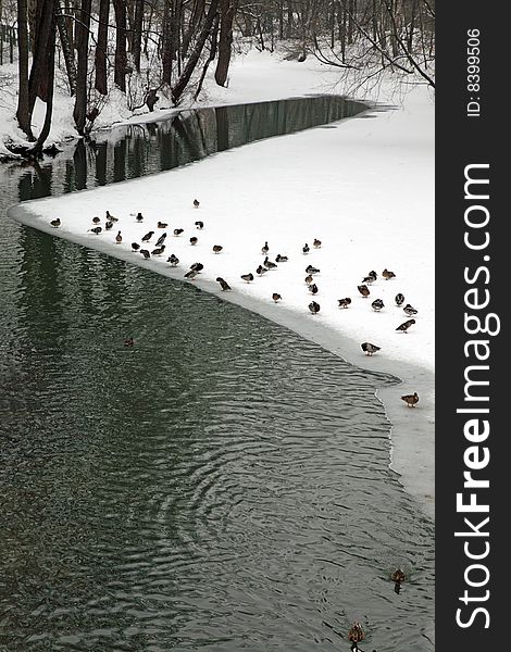 Ducks on ice of the frozen lake