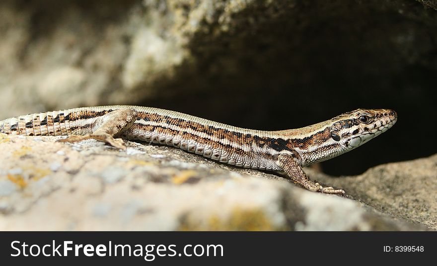 A common lizard in the wild. Creeping on a sandstone.