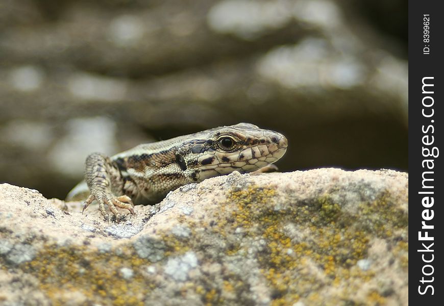 A common lizard in the wild. Creeping on a sandstone.
